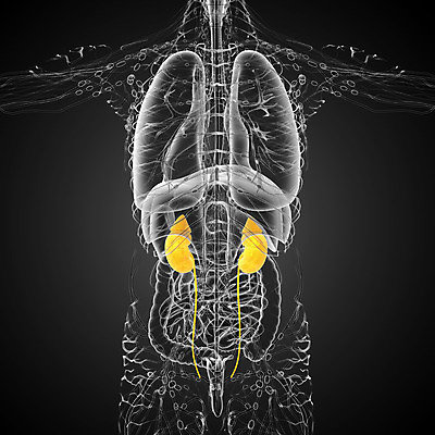 포토 JPG 해외이미지 과학 신체 해부 건강 사람 사람없음 파란색 오르간 신장 방광 궤 염증 해외202004 해외포토 컬러 의학 건반악기 비뇨기관 질병 파일형식