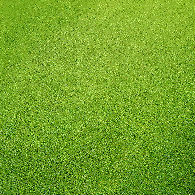 포토 JPG 해외이미지 식물 밭 골프장 자연 잔디 초원 사람없음 초록색 여름 환경 축구 신선 고립 해외202004 해외포토 계절 컬러 농업 골프 스포츠시설 구기 생태계 파일형식