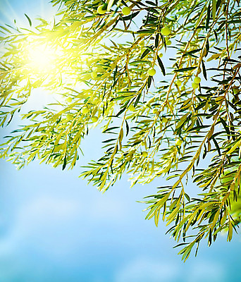 포토 JPG 해외이미지 나무 식물 계절 산업 음식 백그라운드 잎 꽃무늬 농업 채소 과일 자연 하늘 사람없음 야외 초록색 여름 파란색 빛 농작물 태양 농장 정원 수확 가을 나뭇가지 시골 신선 스페인 기름 상품 유기농 올리브 날것 내추럴 밭일 숙성 국경 해외202004 해외포토 자연요소 웰빙 열매 꽃 유럽 컬러 무늬 생태계 파일형식