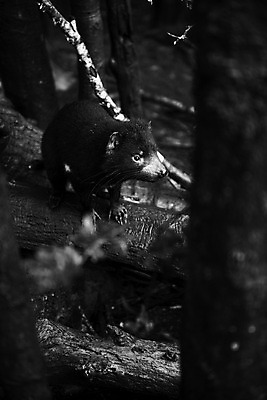 포토 JPG 해외이미지 동물 사람없음 호주 주머니곰 해외202004 해외포토 포유류 오세아니아 파일형식