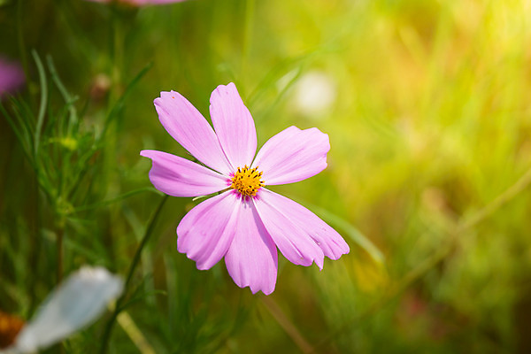 포토 JPG 해외이미지 주간 식물 꽃 분홍색 꽃밭 자연 풍경 근접촬영 사람없음 야외 초록색 코스모스 해외202004 해외포토 자연요소 뷰포인트 컬러 생태계 파일형식