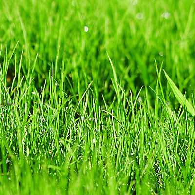 포토 JPG 해외이미지 주간 식물 근접촬영 잔디 사람없음 야외 초록색 정원 봄 해외202004 해외포토 자연요소 계절 뷰포인트 컬러 파일형식