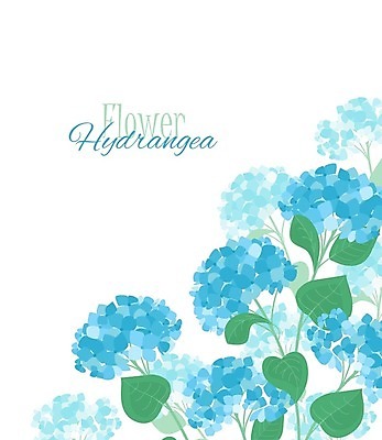 EPS 해외이미지 잎 일러스트 사람없음 파란색 흰배경 수국 해외일러스트 식물 꽃 컬러 백그라운드 흰색 파일형식 벡터