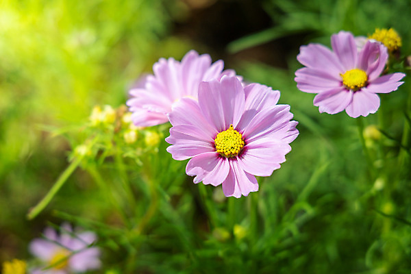 포토 JPG 해외이미지 주간 식물 꽃 분홍색 꽃밭 자연 풍경 근접촬영 사람없음 야외 초록색 코스모스 해외202004 해외포토 자연요소 뷰포인트 컬러 생태계 파일형식
