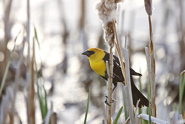 포토 JPG 해외이미지 야생동물 자연 조류 사람없음 야외 노란색 검은색 봄 습지 해외202004 해외포토 동물 계절 컬러 생태계 파일형식