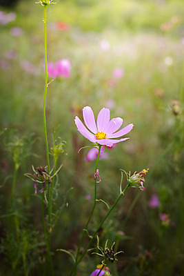 포토 JPG 해외이미지 주간 식물 꽃 분홍색 꽃밭 자연 풍경 근접촬영 사람없음 야외 초록색 코스모스 해외202004 해외포토 자연요소 뷰포인트 컬러 생태계 파일형식