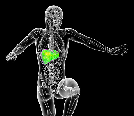 포토 JPG 해외이미지 해부 사람 사람없음 오르간 신장 간 방광 췌장 지라 해외202004 해외포토 의학 장기_의학 건반악기 비뇨기관 파일형식
