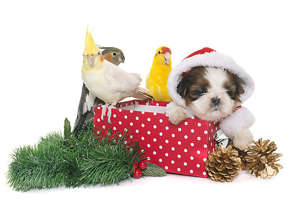 포토 JPG 해외이미지 컨셉 크리스마스 조류 사람없음 장식 상자 소나무 개 강아지 시츄 오브젝트 흰배경 앵무새 이벤트의상 해외202004 해외포토 나무 동물 옷 기념일 백그라운드 포유류 반려동물 흰색 파일형식