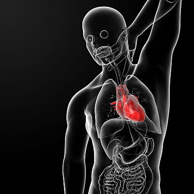 포토 JPG 해외이미지 남자 길 과학 신체 해부 뼈 골격 세포 엑스레이 건강 사람 사람없음 빨간색 파란색 약 머리 3D 펼침 시험 흐름 에너지 기도 하트 투명 혈액 맥박 공격 척추 뇌 생물학 순환 상승 시스템 동맥 정맥 심장병 해골모형 해외202004 해외포토 모양 교육 컬러 컨셉 의학 모션 신체부위 모형 질병 디지털합성 혈관 파일형식