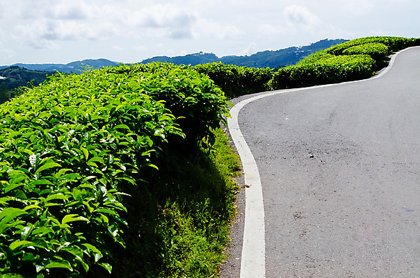 포토 JPG 해외이미지 나무 식물 산업 아시아 도로 백그라운드 잎 패턴 밭 농업 자연 하늘 산 파노라마 풍경 경사 초원 사람없음 야외 목재 초록색 여름 빛 농작물 농장 농경지 환경 정원 계곡 맑음 중국 봄 신선 차 언덕 유기농 질감 말레이시아 산악지대 해외202004 해외포토 웰빙 계절 나라 길 음료 컬러 무늬 재료 교통시설 날씨 촬영기법 생태계 파일형식