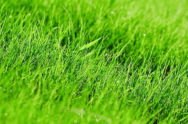 포토 JPG 해외이미지 주간 식물 근접촬영 잔디 사람없음 야외 초록색 정원 봄 해외202004 해외포토 자연요소 계절 뷰포인트 컬러 파일형식