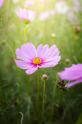 포토 JPG 해외이미지 주간 식물 꽃 분홍색 꽃밭 자연 풍경 근접촬영 사람없음 야외 초록색 코스모스 해외202004 해외포토 자연요소 뷰포인트 컬러 생태계 파일형식