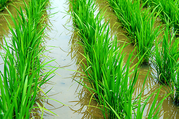 포토 JPG 해외이미지 식물 계절 음식 줄기 백그라운드 패턴 농업 자연 밥 씨앗 풍경 초원 사람없음 초록색 농장 농경지 새싹 환경 정원 중국 봄 수확 성장 시골 신선 낟알 발사 강의 땅 대만 유기농 진흙 밀짚 내추럴 논밭 땅바닥 모종 밭일 벌거벗은 해외202004 해외포토 웰빙 산업 아시아 컬러 무늬 밭 바닥 논 짚 생태계 파일형식