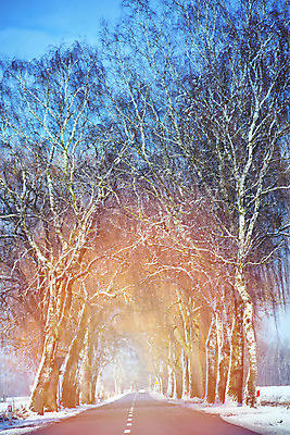 포토 JPG 해외이미지 나무 계절 도로 길 여행 크리스마스 겨울 패턴 교통시설 자연 하늘 날씨 산 거리 풍경 사람없음 야외 파란색 빛 냉동 얼음 운전 차도 추위 자유 안개 흰색 시골 고속도로 숲 아스팔트 12월 서리 장면 북쪽 벌거벗은 줄서기 눈내림 수평선 겨울풍경 해외202004 무례 해외포토 자연요소 식물 기념일 컬러 교통 컨셉 무늬 모션 눈_날씨 날짜 방향 시설 생태계 파일형식