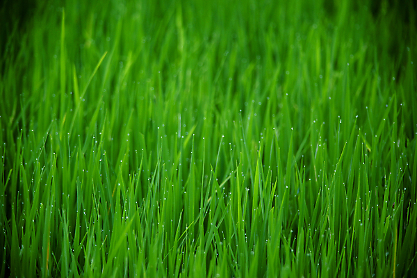 포토 JPG 해외이미지 식물 근접촬영 잔디 사람없음 초록색 해외202004 해외포토 뷰포인트 컬러 파일형식