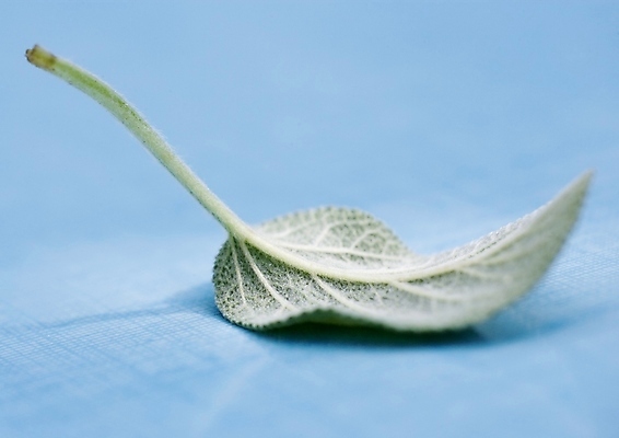 포토 JPG 해외이미지 모델 접시 손 꽃 커피 음식 벽 백그라운드 잎 벽지 탁자 아침 주택 요리 사람없음 내부 컵 주방 식당 숟가락 검은색 식사 기계 방 장비 흰색 기구 도구 업무 아침식사 컨테이너 자르기 오브젝트 질감 고립 원자재 해외202004 해외포토 주간 식물 식기 산업 음료 컬러 가구 모션 수저 건물 신체부위 상점 작업 파일형식