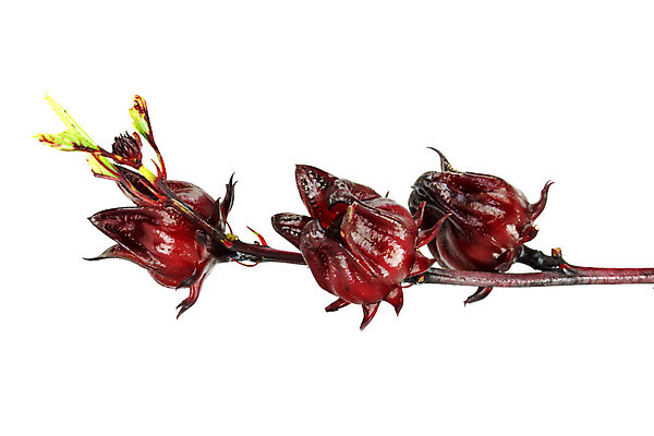 포토 JPG 해외이미지 식물 꽃 분홍색 백그라운드 잎 농업 채소 과일 자연 건조 건강 이집트 사람없음 빨간색 초록색 농장 장미 쌓기 흰색 신선 차 달콤 맛 허브 상쾌 고립 자메이카 전국 타르트 투입 히비스커스 맛있는 해외202004 해외포토 감정 산업 음료 빵 컬러 컨셉 북아메리카 모션 아프리카 생태계 파이_빵 파일형식