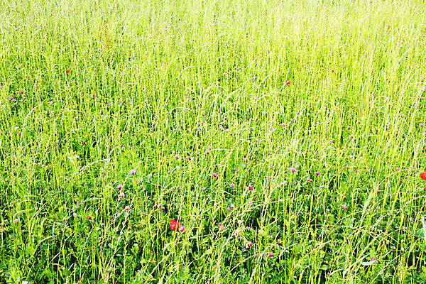 포토 JPG 해외이미지 꽃 잔디 사람없음 야외 초록색 정원 봄 해외202004 해외포토 식물 계절 컬러 파일형식