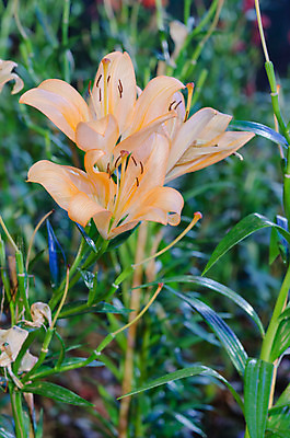 포토 JPG 해외이미지 식물 꽃잎 꽃 꽃다발 잎 꽃무늬 오렌지 자연 사람없음 초록색 여름 노란색 정원 봄 벚꽃 신선 우아함 백합 향기 내추럴 해외202004 해외포토 계절 컬러 컨셉 무늬 과일 생태계 냄새 파일형식