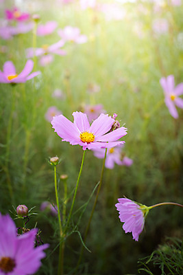 포토 JPG 해외이미지 주간 식물 꽃 분홍색 꽃밭 자연 풍경 근접촬영 사람없음 야외 초록색 코스모스 해외202004 해외포토 자연요소 뷰포인트 컬러 생태계 파일형식