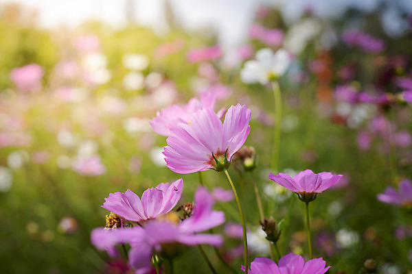 포토 JPG 해외이미지 주간 식물 꽃 분홍색 꽃밭 자연 풍경 근접촬영 사람없음 야외 초록색 코스모스 해외202004 해외포토 자연요소 뷰포인트 컬러 생태계 파일형식