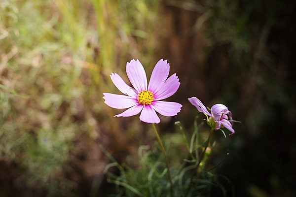 포토 JPG 해외이미지 주간 식물 꽃 분홍색 꽃밭 자연 풍경 근접촬영 사람없음 야외 초록색 코스모스 해외202004 해외포토 자연요소 뷰포인트 컬러 생태계 파일형식