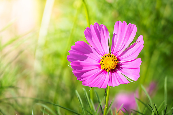 포토 JPG 해외이미지 주간 식물 꽃 분홍색 꽃밭 자연 풍경 근접촬영 사람없음 야외 초록색 코스모스 해외202004 해외포토 자연요소 뷰포인트 컬러 생태계 파일형식
