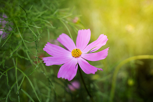 포토 JPG 해외이미지 주간 식물 꽃 분홍색 꽃밭 자연 풍경 근접촬영 사람없음 야외 초록색 코스모스 해외202004 해외포토 자연요소 뷰포인트 컬러 생태계 파일형식