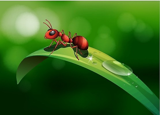EPS 해외이미지 무료이미지 한마리 곤충 잎 일러스트 사람없음 초록색 젖음 물방울 개미 불개미 해외202004 붉은불개미 해외일러스트 식물 동물 1 컬러 파일형식 벡터 무료콘텐츠