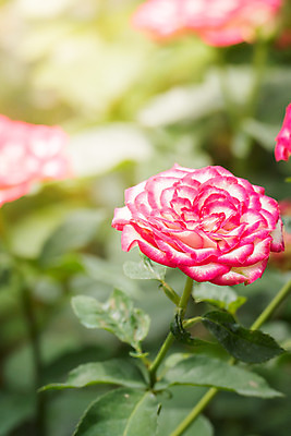 포토 JPG 해외이미지 식물 꽃잎 꽃 줄기 분홍색 잎 꽃무늬 자연 발렌타인데이 사람없음 야외 초록색 햇빛 장미 정원 벚꽃 내추럴 해외202004 해외포토 컬러 무늬 데이이벤트 태양 생태계 파일형식