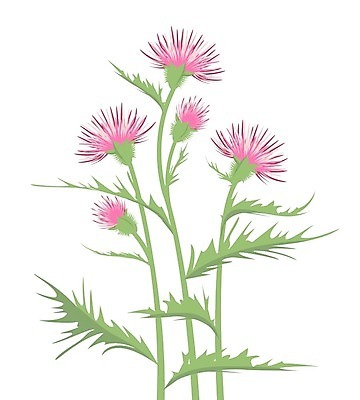 EPS 해외이미지 식물 템플릿 디자인 꽃 실루엣 꽃다발 결혼 백그라운드 잎 꽃무늬 패턴 일러스트 자연 프레임 초원 그래픽 장식 여름 세트 정원 봄 낭만 벚꽃 나뭇가지 축하 인사 약초 인쇄 허브 심볼 그림 초대 엉겅퀴 내추럴 고립 구성 빅토리아 이국적 스코틀랜드 해외202004 해외일러스트 나무 계절 컨셉 무늬 영국 촬영기법 이벤트 예절 풀 생태계 파일형식 벡터