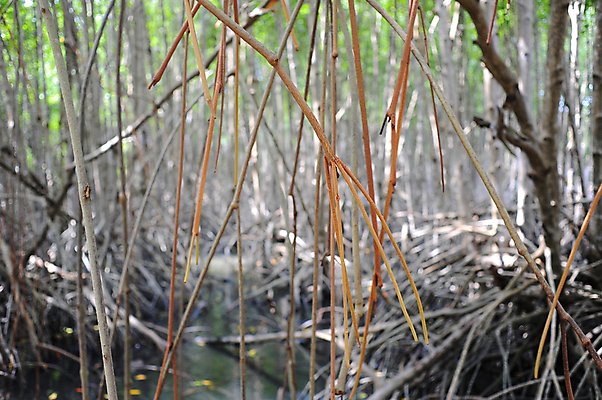 포토 JPG 해외이미지 나무 사람없음 환경 숲 뿌리 진흙 해외202004 해외포토 식물 파일형식