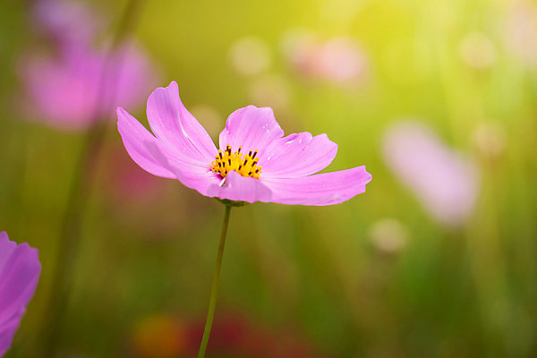 포토 JPG 해외이미지 주간 식물 꽃 분홍색 꽃밭 자연 풍경 근접촬영 사람없음 야외 초록색 코스모스 해외202004 해외포토 자연요소 뷰포인트 컬러 생태계 파일형식