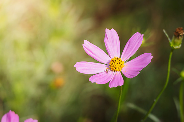 포토 JPG 해외이미지 주간 식물 꽃 분홍색 꽃밭 자연 풍경 근접촬영 사람없음 야외 초록색 코스모스 해외202004 해외포토 자연요소 뷰포인트 컬러 생태계 파일형식