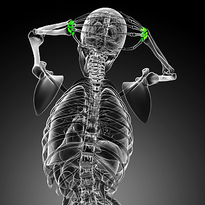 포토 JPG 해외이미지 손 손가락 해부 뼈 골격 건강 사람 사람없음 손목 해외202004 해외포토 의학 신체부위 파일형식