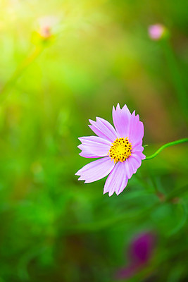 포토 JPG 해외이미지 주간 식물 꽃 분홍색 꽃밭 자연 풍경 근접촬영 사람없음 야외 초록색 코스모스 해외202004 해외포토 자연요소 뷰포인트 컬러 생태계 파일형식