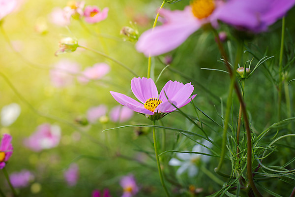 포토 JPG 해외이미지 주간 식물 꽃 분홍색 꽃밭 자연 풍경 근접촬영 사람없음 야외 초록색 코스모스 해외202004 해외포토 자연요소 뷰포인트 컬러 생태계 파일형식