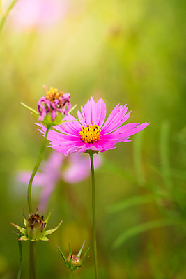 포토 JPG 해외이미지 주간 식물 꽃 분홍색 꽃밭 자연 풍경 근접촬영 사람없음 야외 초록색 코스모스 해외202004 해외포토 자연요소 뷰포인트 컬러 생태계 파일형식
