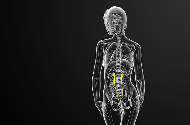 포토 JPG 해외이미지 해부 엑스레이 건강 사람 사람없음 3D 오르간 신장 생물학 해외202004 해외포토 교육 의학 건반악기 비뇨기관 디지털합성 파일형식