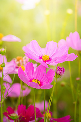 포토 JPG 해외이미지 주간 식물 꽃 분홍색 꽃밭 자연 풍경 근접촬영 사람없음 야외 초록색 코스모스 해외202004 해외포토 자연요소 뷰포인트 컬러 생태계 파일형식