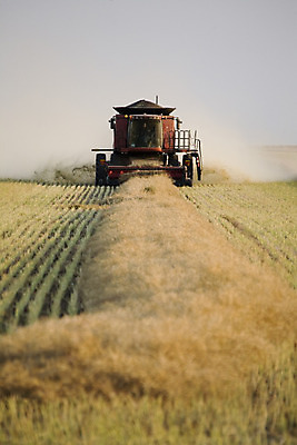 포토 JPG 해외이미지 밭 농업 사람없음 야외 농작물 농장 수확 추수 가을 밀 해외202004 해외포토 계절 산업 곡류 파일형식