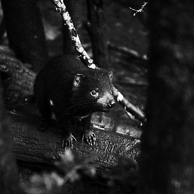 포토 JPG 해외이미지 동물 사람없음 호주 주머니곰 해외202004 해외포토 포유류 오세아니아 파일형식