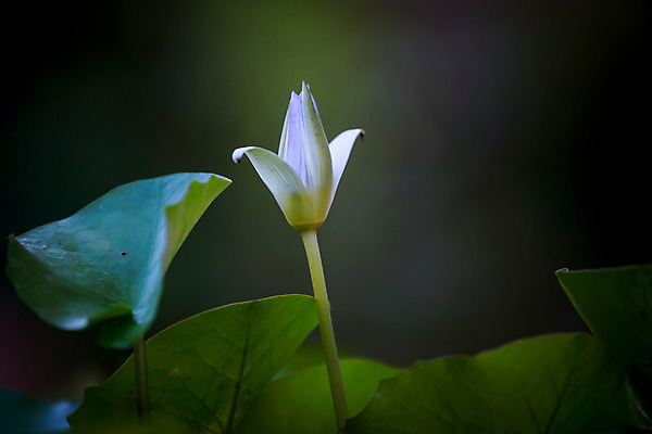 포토 JPG 해외이미지 식물 꽃 자연 연꽃 사람없음 초록색 물 여름 새싹 정원 벚꽃 연못 백합 내추럴 루트 해외202004 해외포토 자연요소 계절 컬러 생태계 파일형식