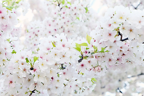 포토 JPG 해외이미지 사람없음 야외 봄 벚꽃 소프트포커스 해외202004 해외포토 계절 꽃 촬영기법 파일형식