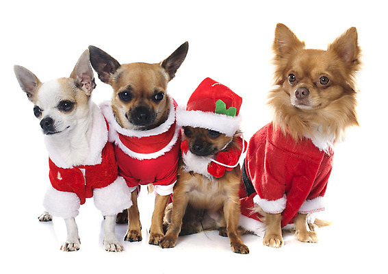 포토 JPG 해외이미지 동물 컨셉 크리스마스 여러마리 산타옷 사람없음 반려동물 갈색 그룹 유머 개 강아지 흰배경 치와와 이벤트의상 해외202004 해외포토 옷 기념일 감정 컬러 다수 백그라운드 포유류 흰색 파일형식