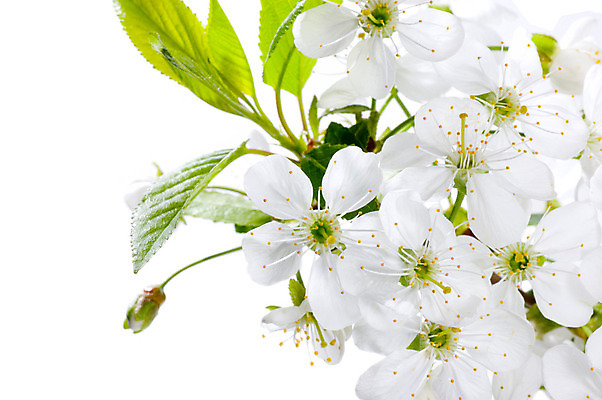 포토 JPG 해외이미지 꽃잎 근접촬영 사람없음 봄 벚꽃 해외202004 해외포토 계절 꽃 뷰포인트 파일형식