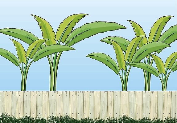 EPS 해외이미지 나무 무료이미지 하늘색 일러스트 나뭇잎 풍경 사람없음 초록색 울타리 바나나나무 해외202004 해외일러스트 식물 컬러 잎 파란색 담장 파일형식 벡터 무료콘텐츠