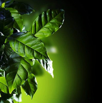 포토 JPG 해외이미지 식물 커피 음료 줄기 백그라운드 잎 자연 추상 사람없음 초록색 농장 환경 정원 검은색 봄 활발 성장 신선 닫기 선택 질감 부드러움 내추럴 고립 생태학 아라비카 총쏘기 브라질사람 국경 해외202004 해외포토 계절 교육 컬러 컨셉 무늬 농업 모션 감각 생태계 파일형식