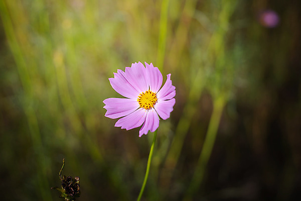 포토 JPG 해외이미지 주간 식물 꽃 분홍색 꽃밭 자연 풍경 근접촬영 사람없음 야외 초록색 코스모스 해외202004 해외포토 자연요소 뷰포인트 컬러 생태계 파일형식