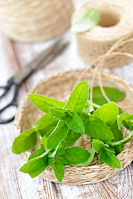 포토 JPG 해외이미지 식물 음식 백그라운드 잎 재료 자연 건강 사람없음 초록색 약 바구니 정원 흰색 신선 양념 맛 민트 허브 향신료 묘사 유기농 날것 향기 아로마 향 내추럴 해외202004 스피아민트 해외포토 웰빙 컬러 컨셉 의학 생태계 냄새 향미료 파일형식